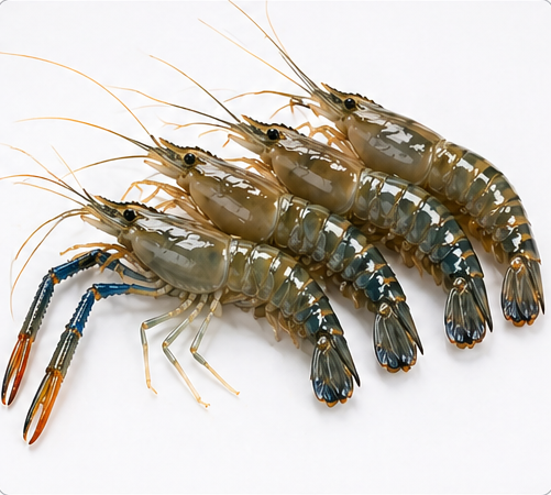 30 Count Prawns